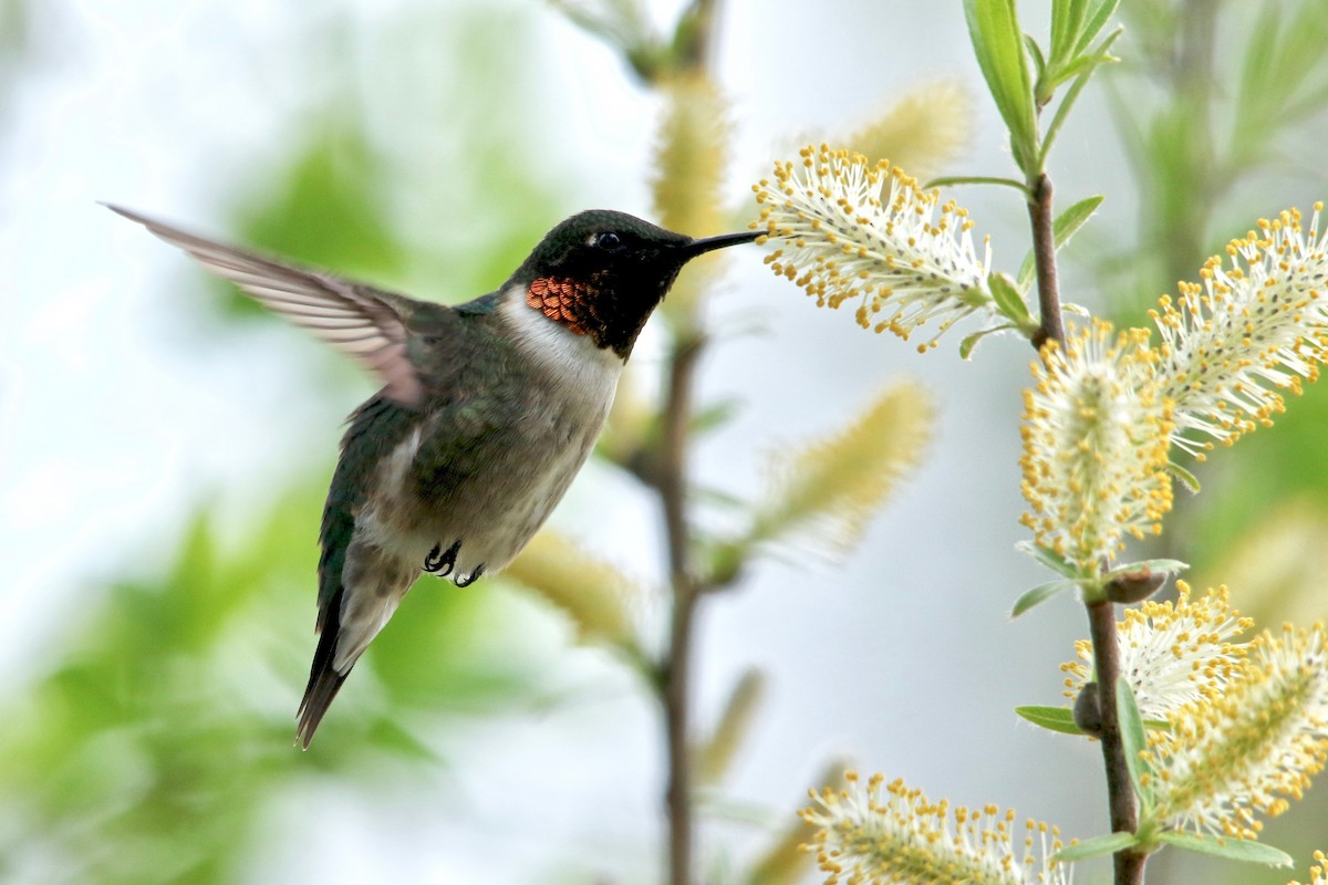 Ruby-throated Hummingbird - Benjamin Hack