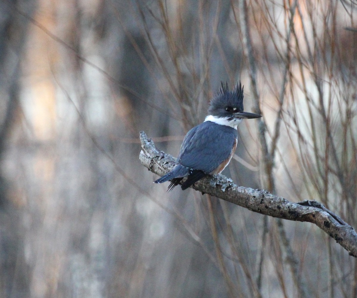 Belted Kingfisher - Louis and Christine Warren