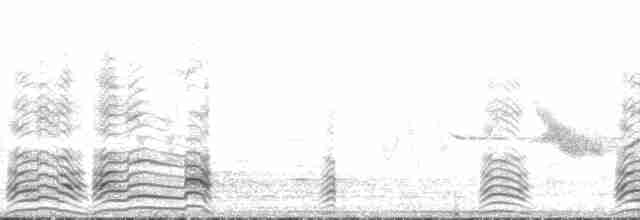 ברווז קרח - ML131469