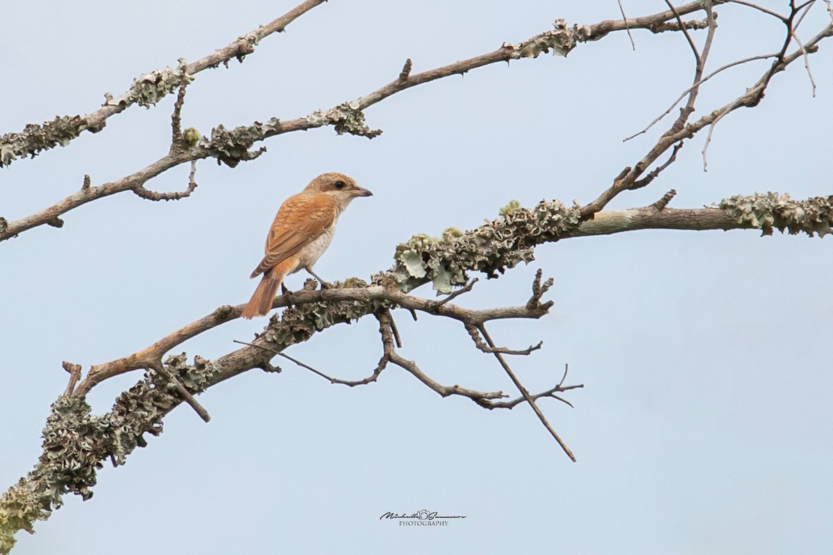 Red-backed Shrike - Michelle Summers
