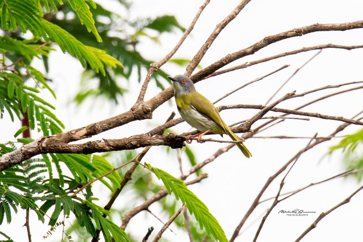 Green-backed Camaroptera (Gray-backed) - Michelle Summers
