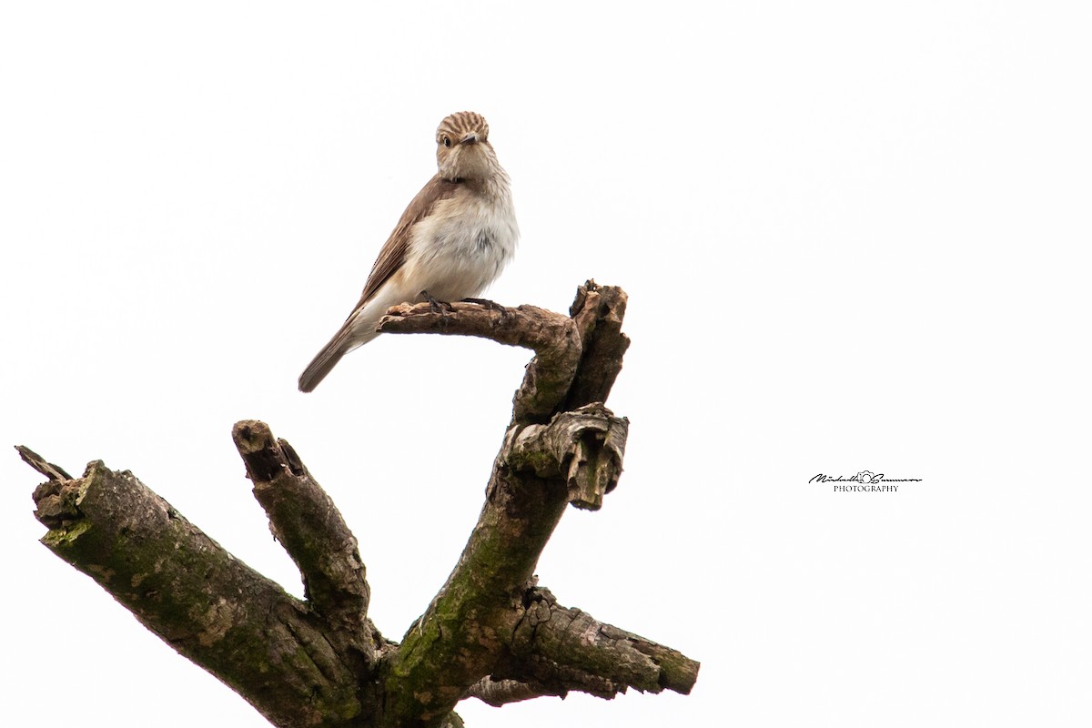Spotted Flycatcher - Michelle Summers