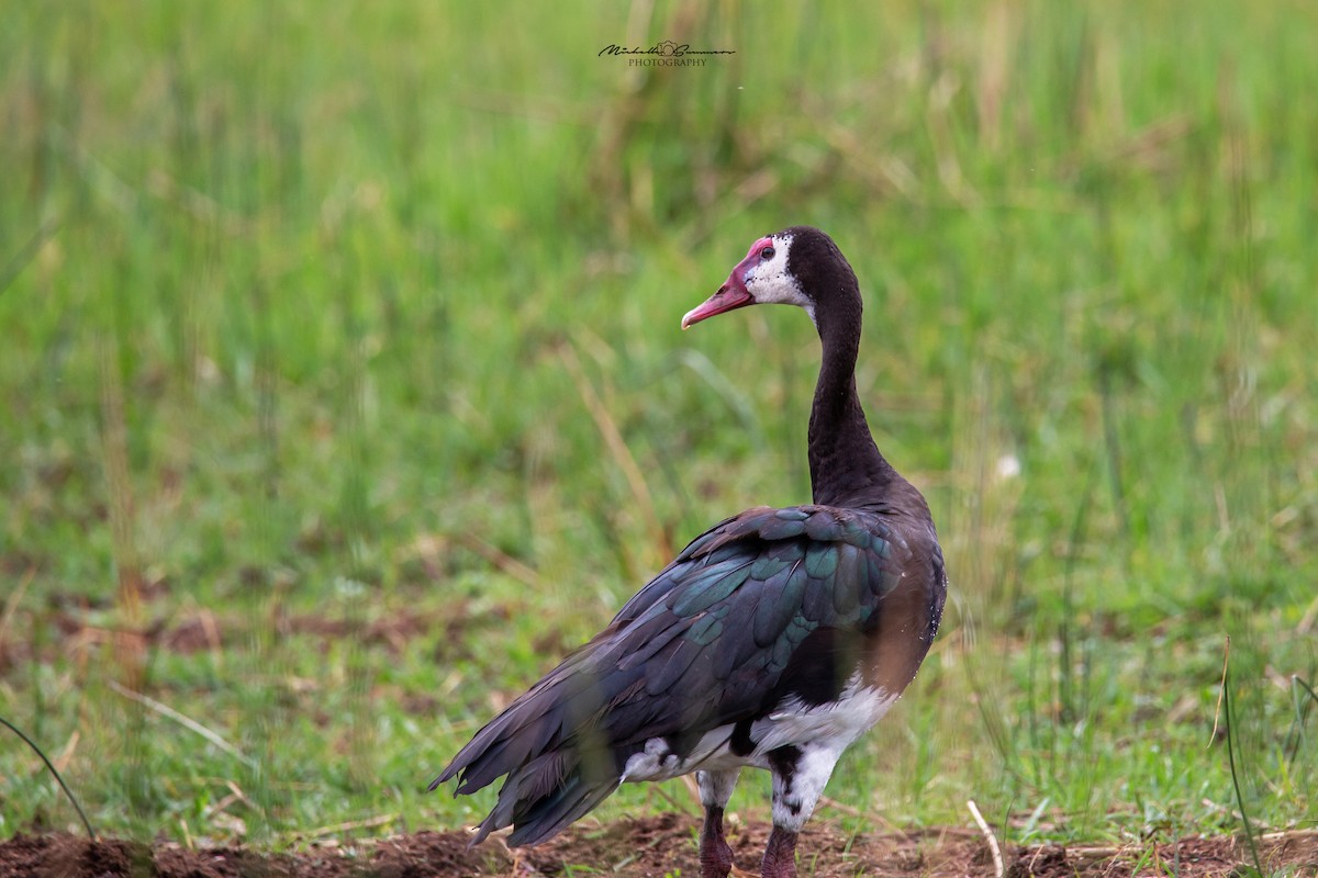 Spur-winged Goose - Michelle Summers