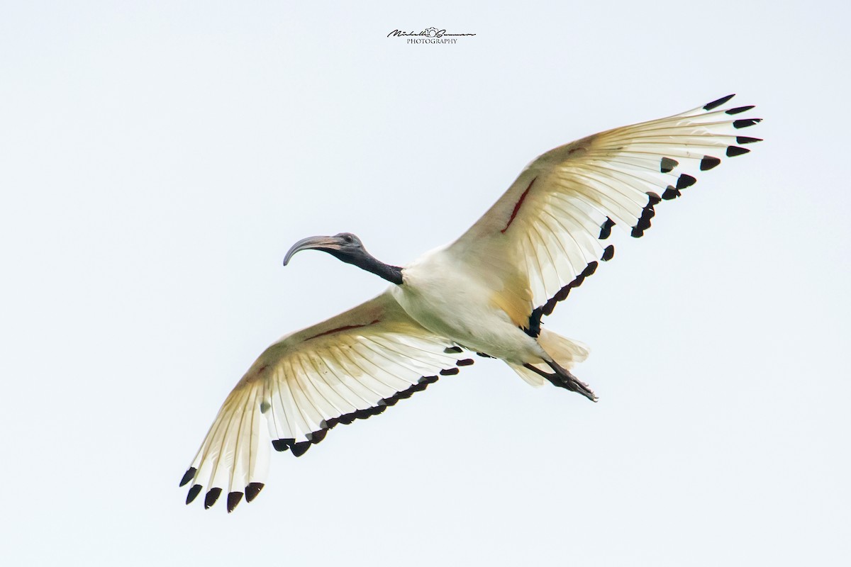 African Sacred Ibis - Michelle Summers