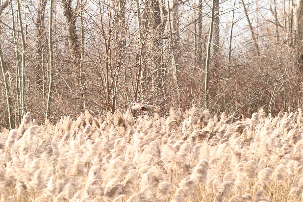 Ring-necked Pheasant - Todd Hagedorn