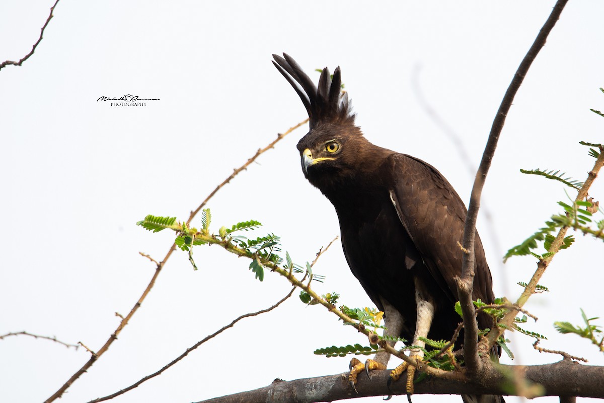 Long-crested Eagle - Michelle Summers