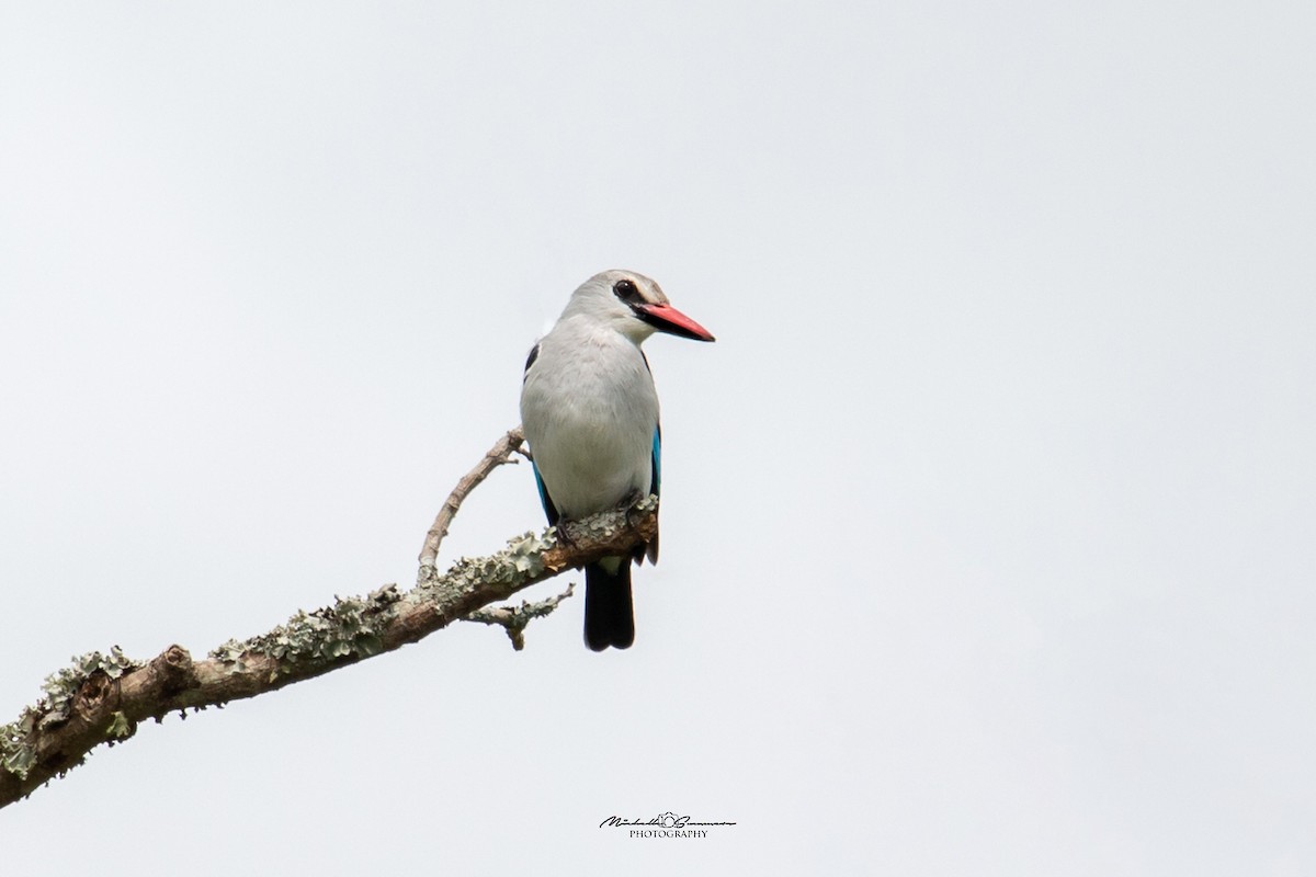 Woodland Kingfisher - Michelle Summers