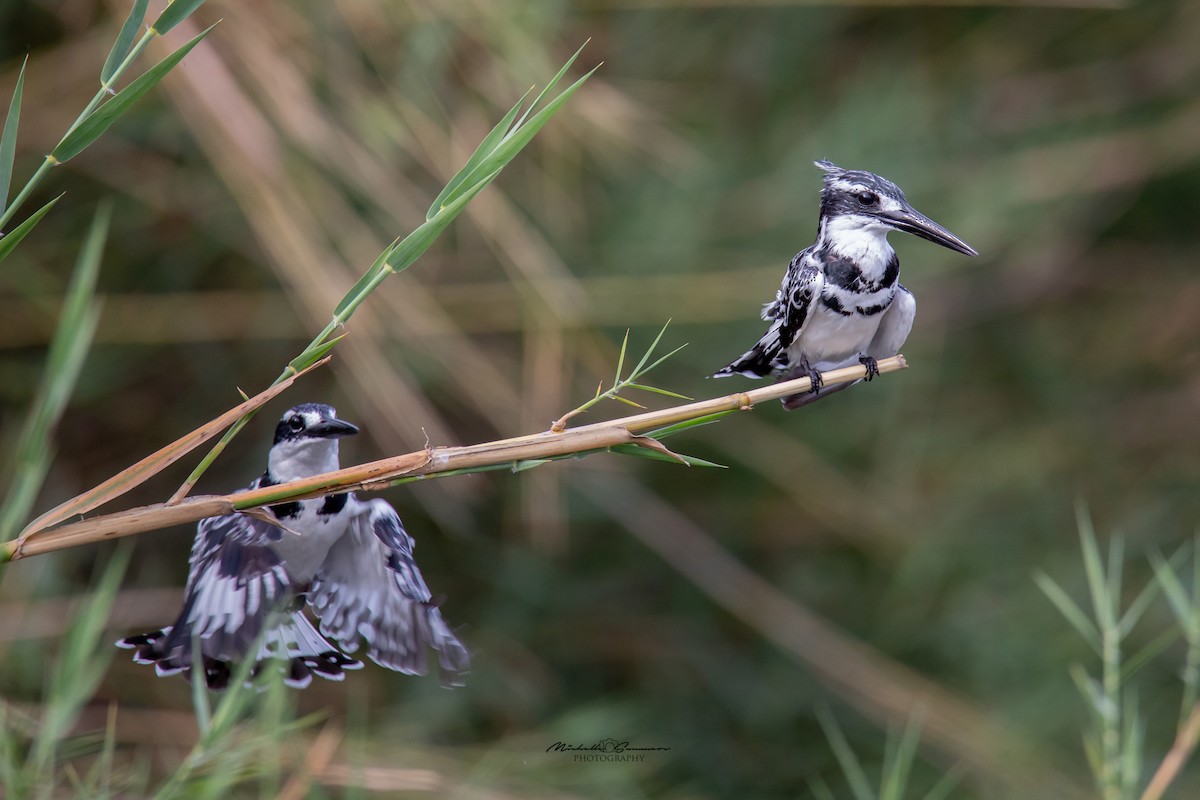 Pied Kingfisher - Michelle Summers