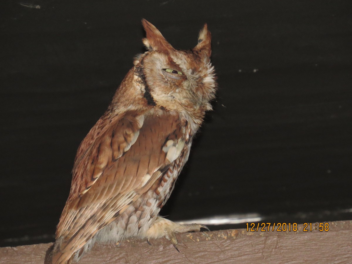 Eastern Screech-Owl - ML131482631