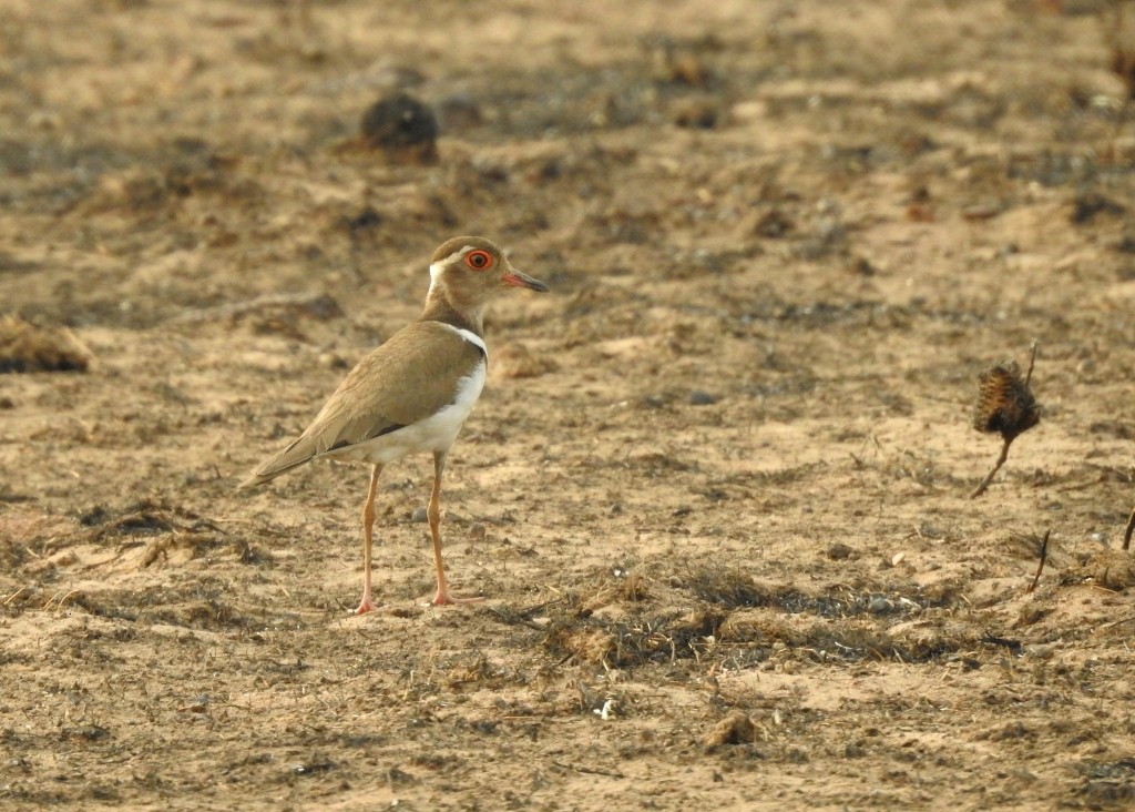 Forbes's Plover - ML131482821