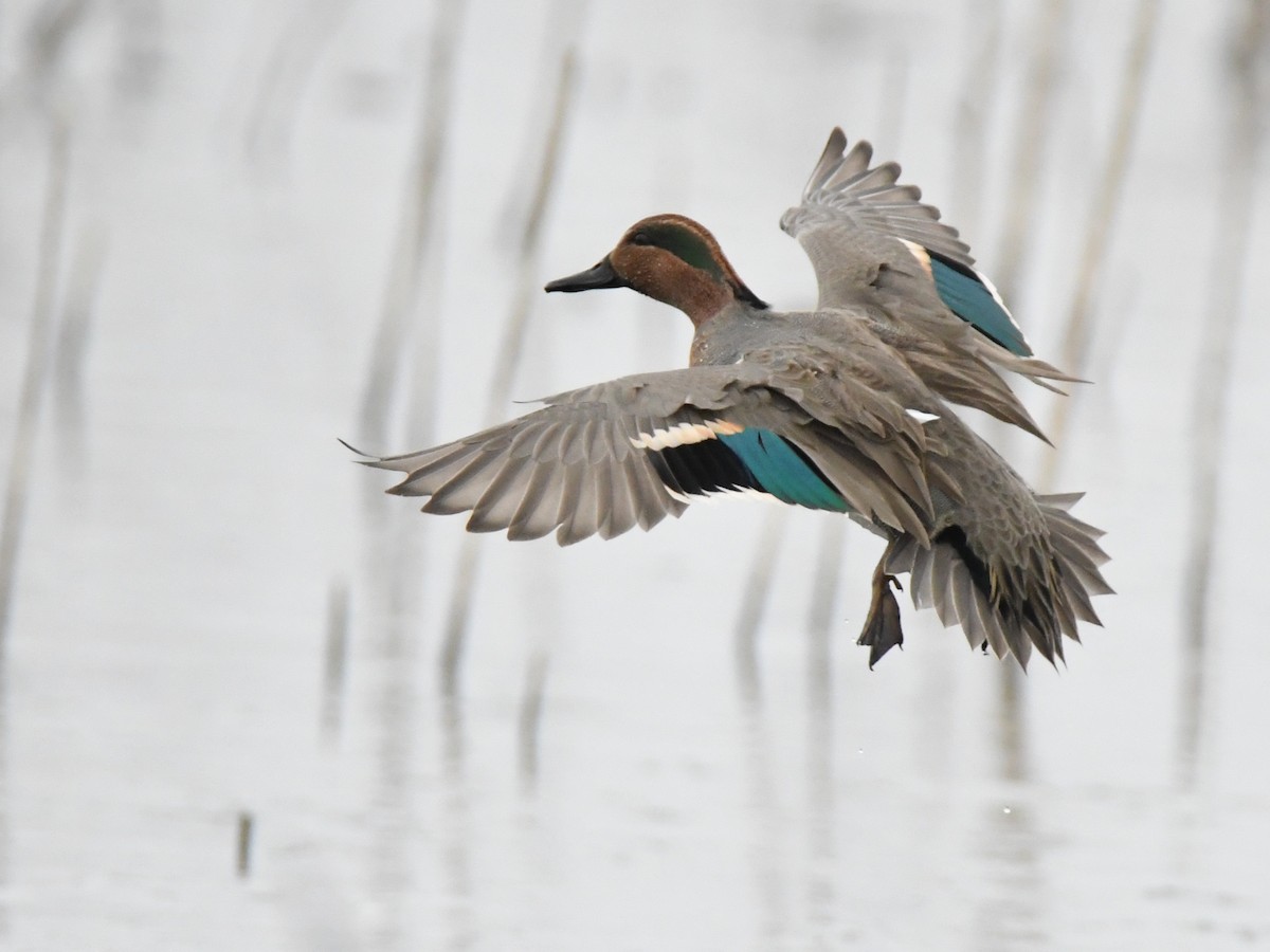 Green-winged Teal - ML131484731