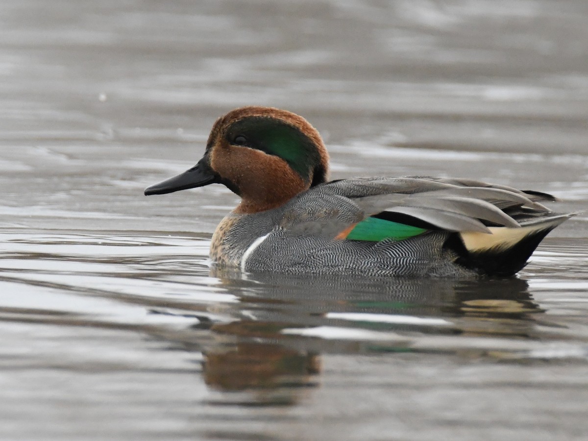 Green-winged Teal - ML131484741