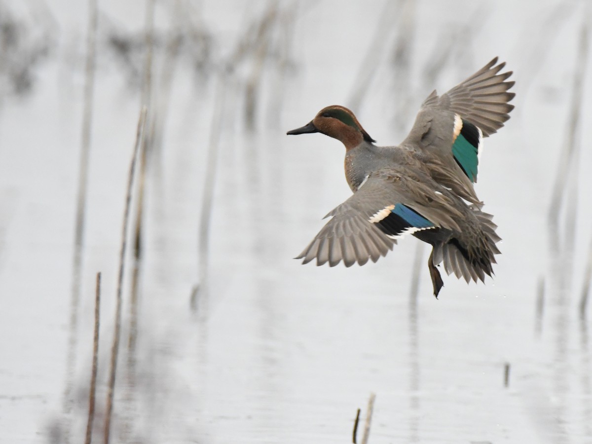 Green-winged Teal - ML131484751