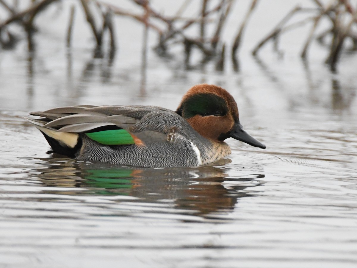 Green-winged Teal - ML131484761