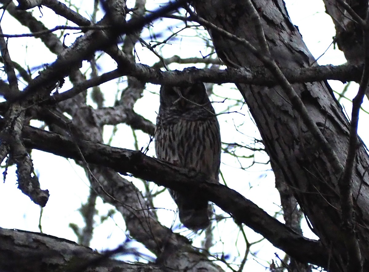 Barred Owl - ML131484901