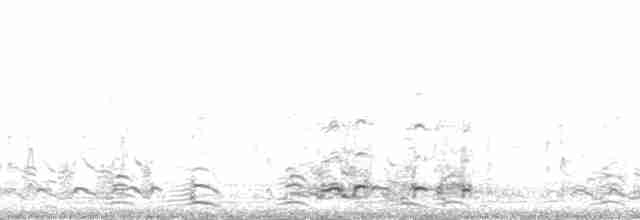 אווז לבן-מצח - ML131491