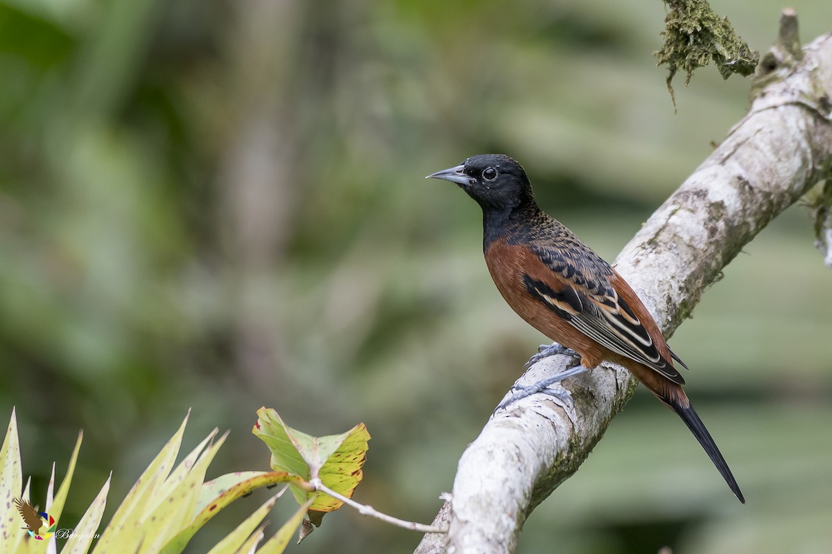 Orchard Oriole - ML131494981