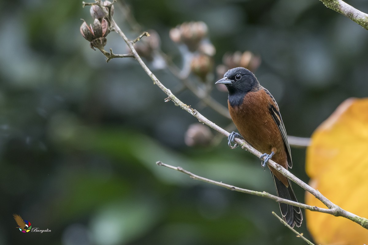 Orchard Oriole - ML131495031