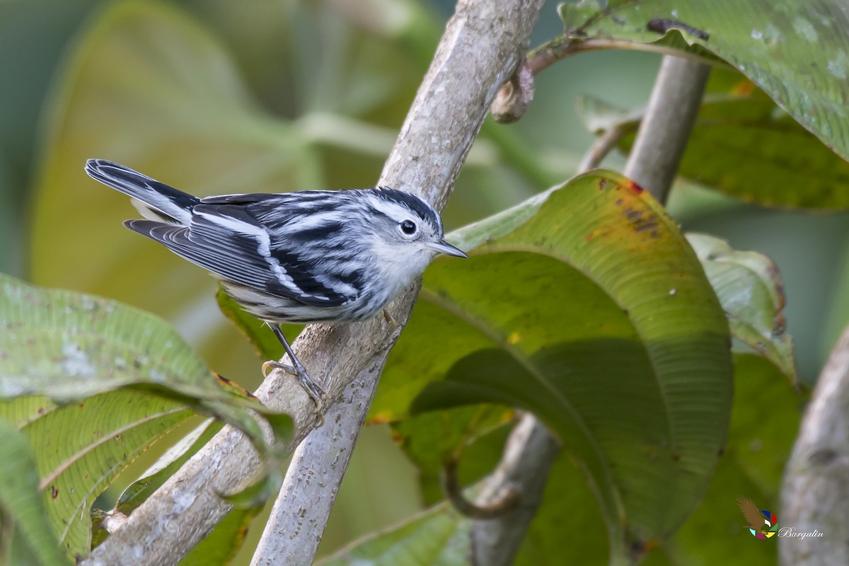 Black-and-white Warbler - ML131495311