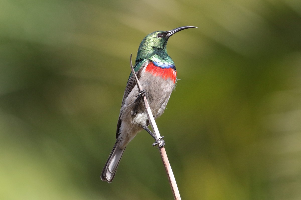 Southern Double-collared Sunbird - ML131495511