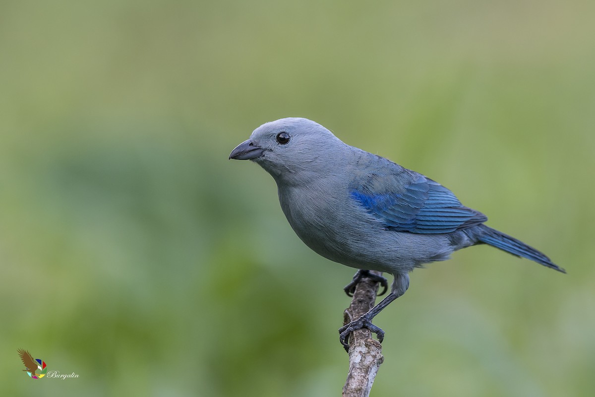 Blue-gray Tanager - fernando Burgalin Sequeria