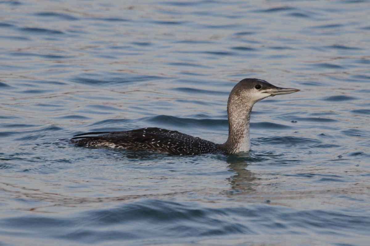 Red-throated Loon - Reinhard Vehring