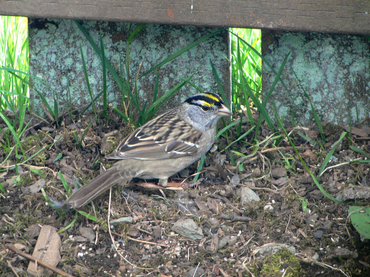 White-crowned x Golden-crowned Sparrow (hybrid) - ML131502311