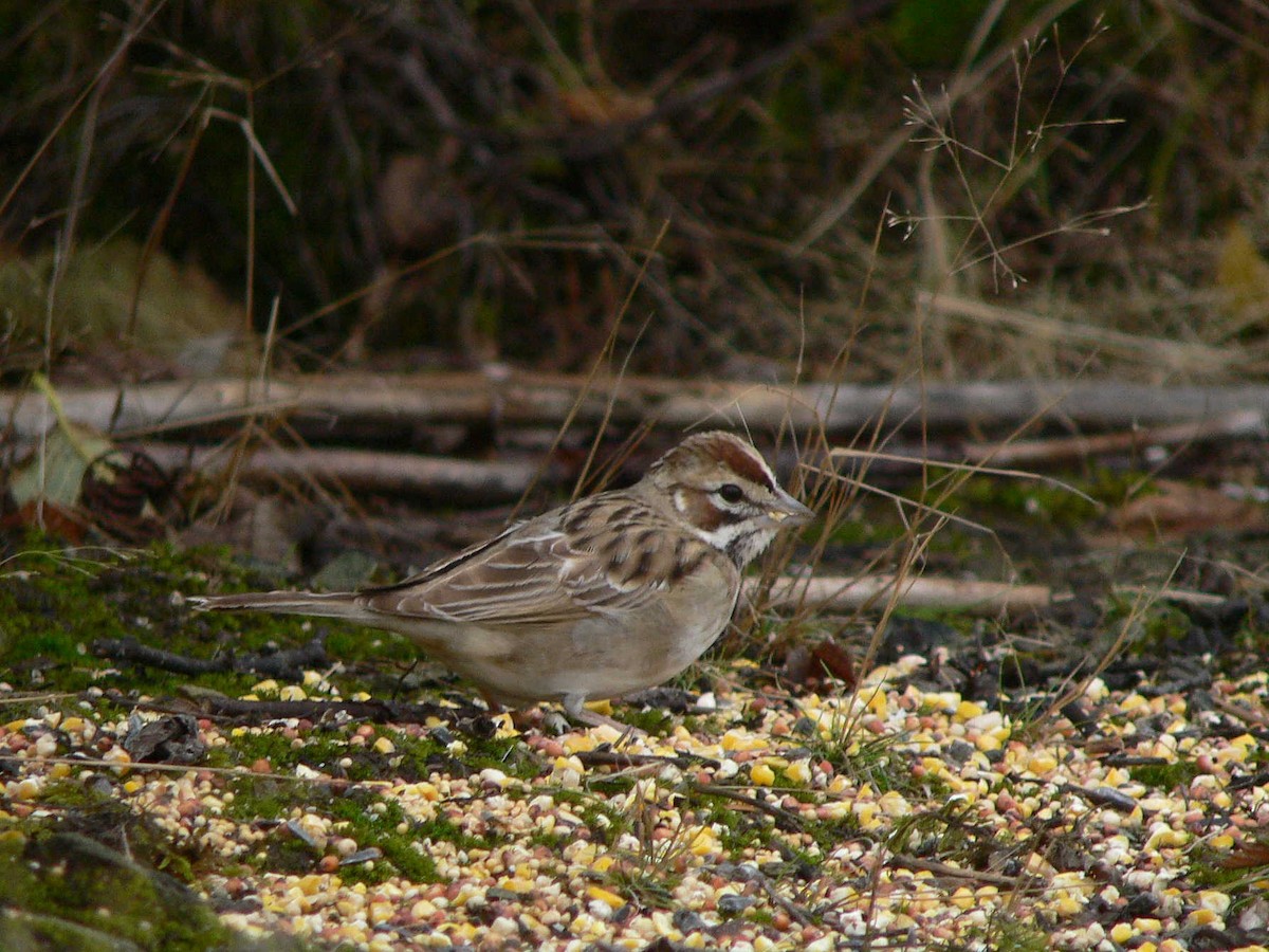 Lark Sparrow - Steve Heinl