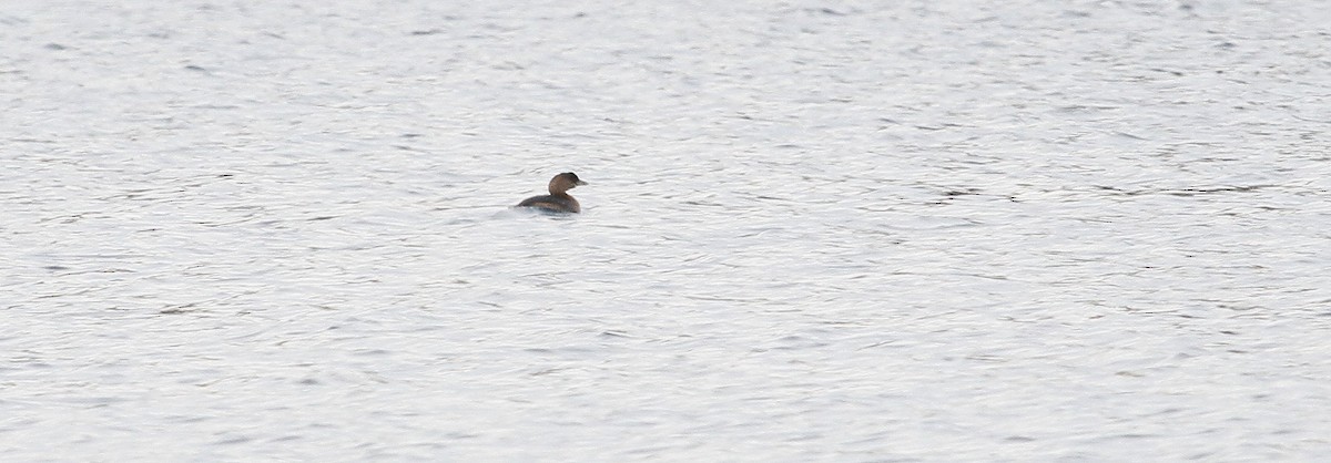 Ebird Checklist - 4 Jan 2015 - Ketchikan (town) - 3 Species