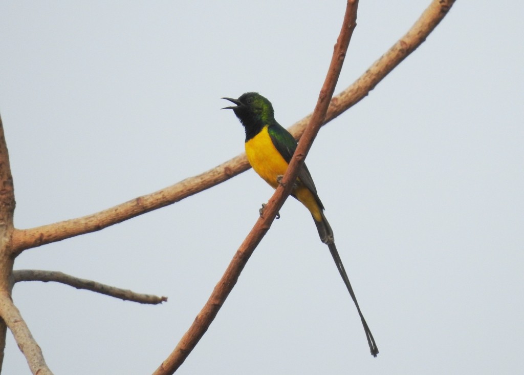 Pygmy Sunbird - Mark Smiles