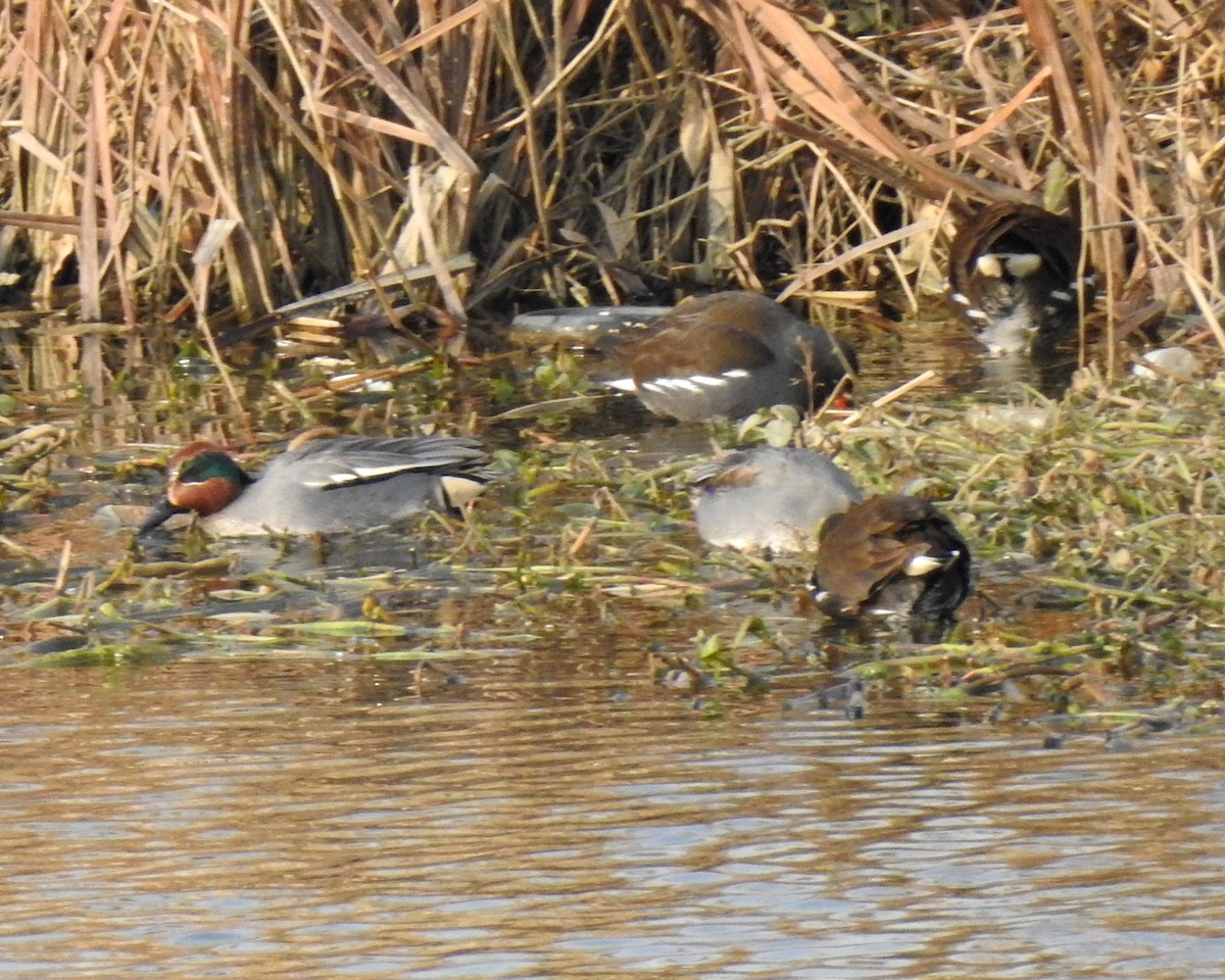 Green-winged Teal (Eurasian) - Scott Young