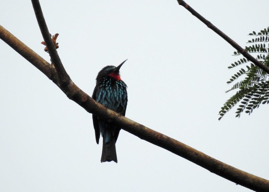 Black Bee-eater - ML131509401