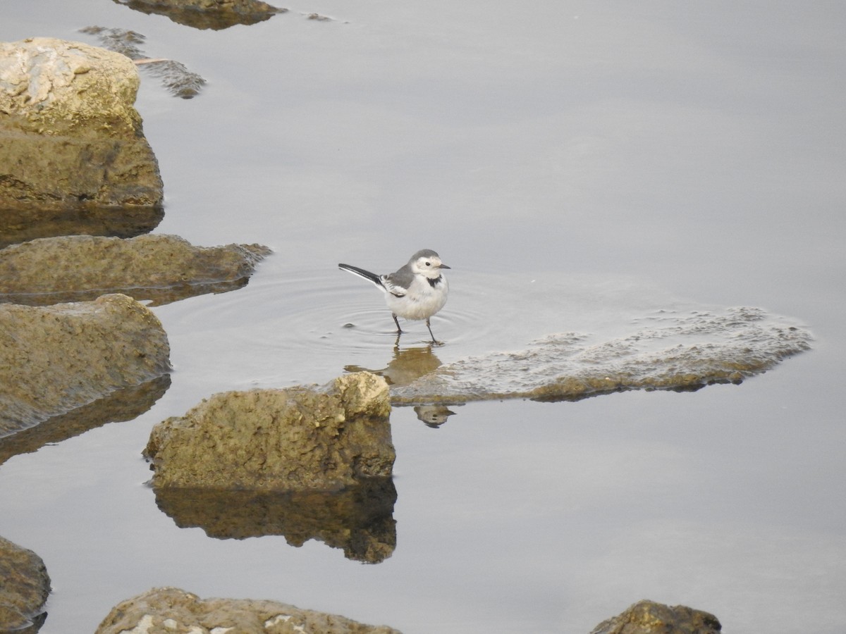 White Wagtail - Scott Young