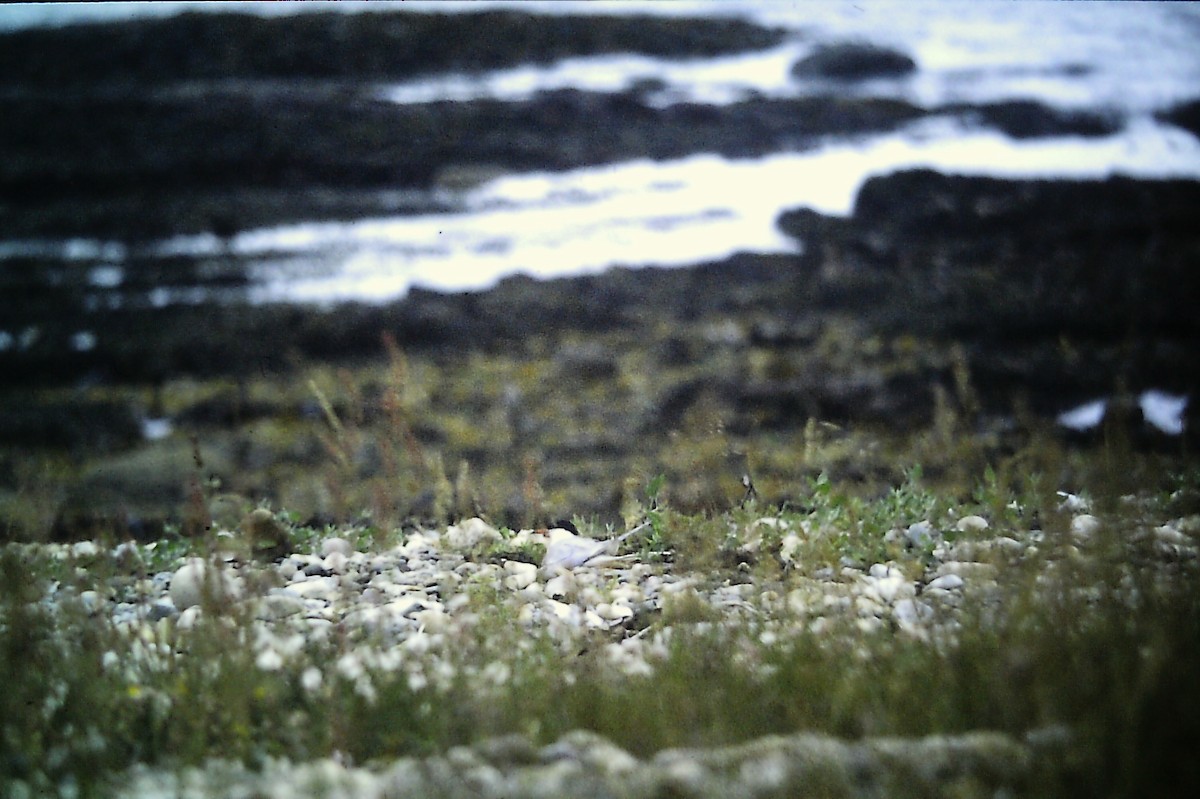 Common Tern - Bruce Kerr