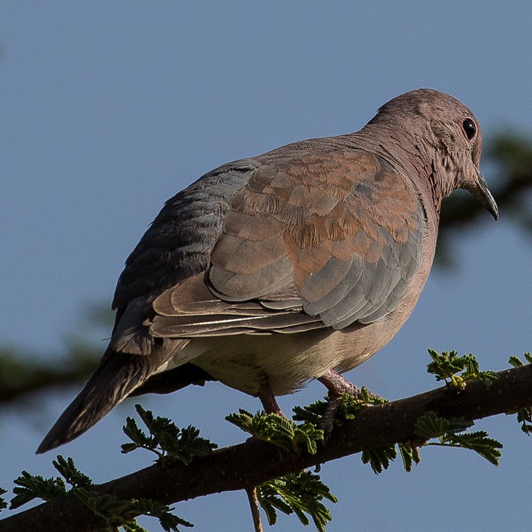 Laughing Dove - ML131511291
