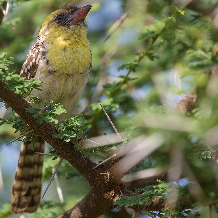 Yellow-breasted Barbet - ML131511531