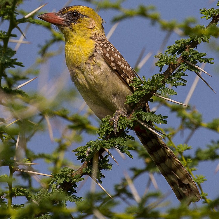 Yellow-breasted Barbet - ML131511541