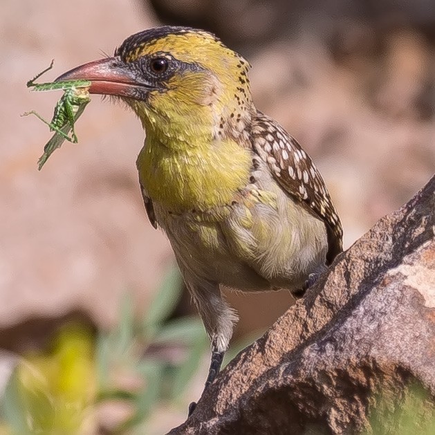 Yellow-breasted Barbet - ML131511641