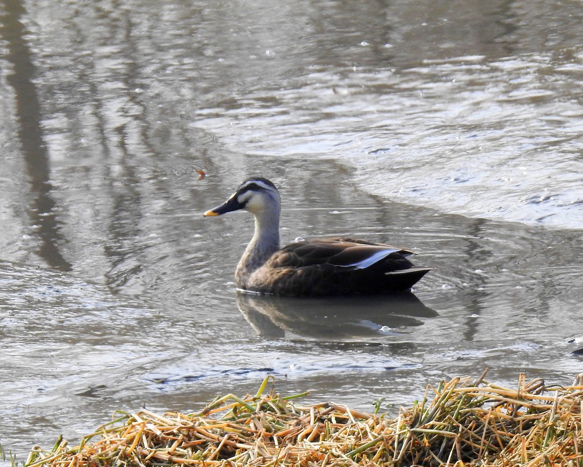 Eastern Spot-billed Duck - ML131513201