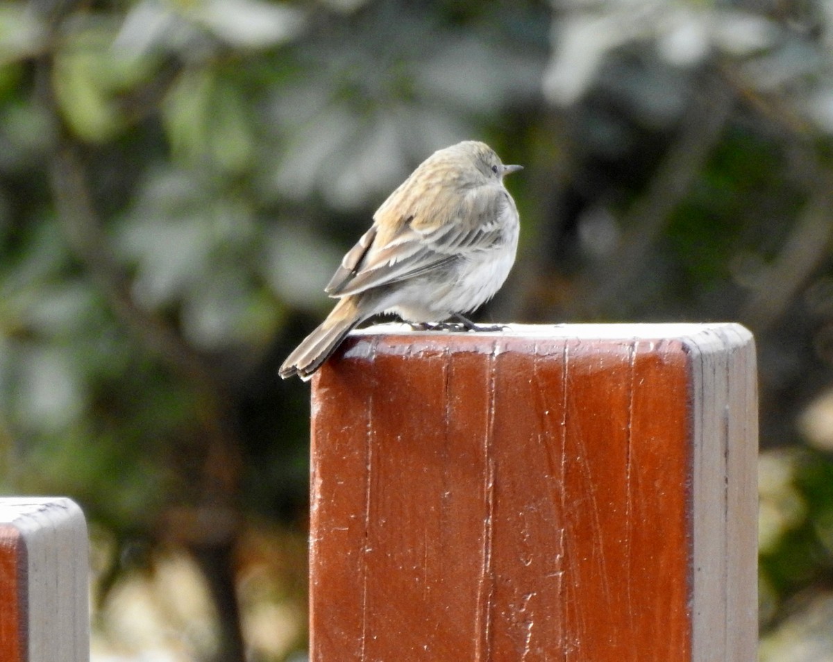 Water Pipit - ML131513381