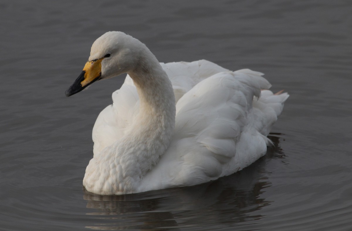 Whooper Swan - ML131514601