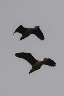 Lesser Whistling-Duck, ML131515381