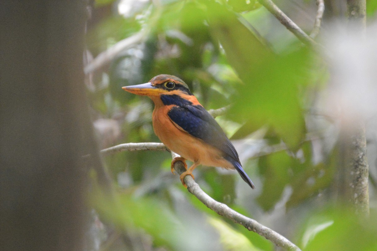 Rufous-collared Kingfisher - Ari Noviyono