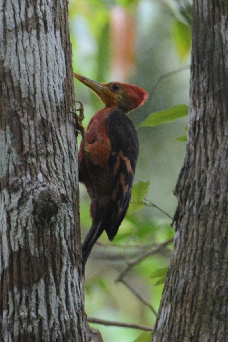 Orange-backed Woodpecker - Ari Noviyono