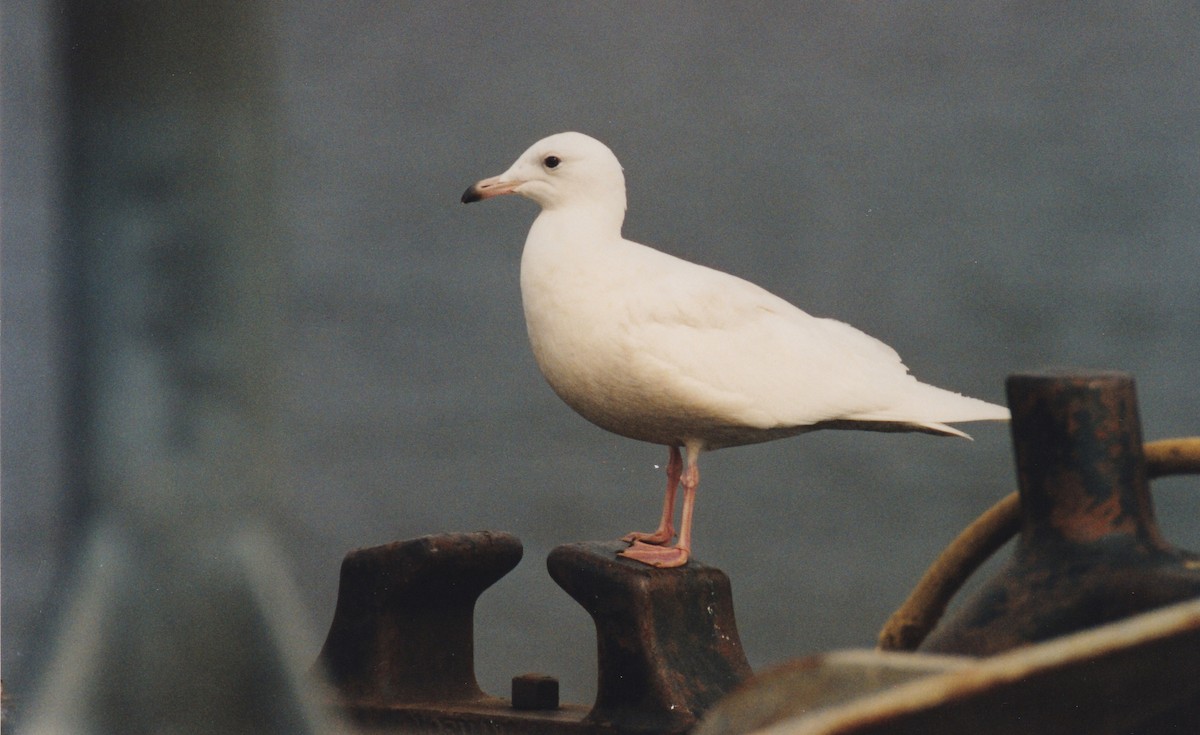 Iceland Gull (kumlieni/glaucoides) - ML131515771