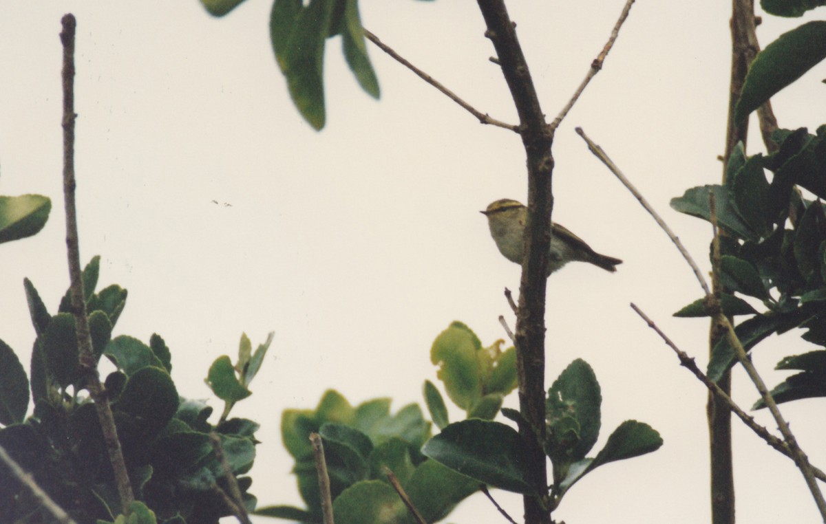 Pallas's Leaf Warbler - Alexander Lees