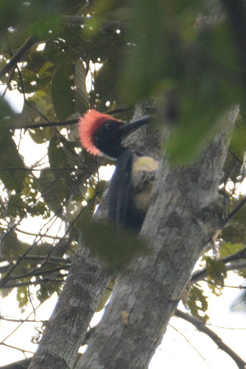 White-bellied Woodpecker - Ari Noviyono
