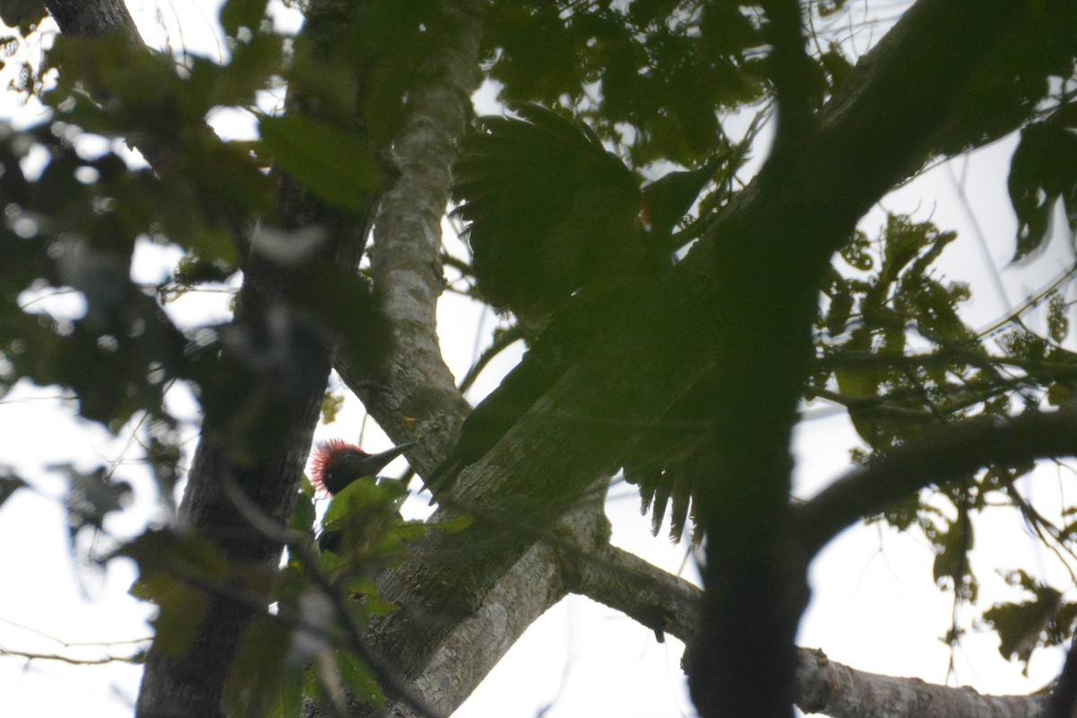 White-bellied Woodpecker - Ari Noviyono