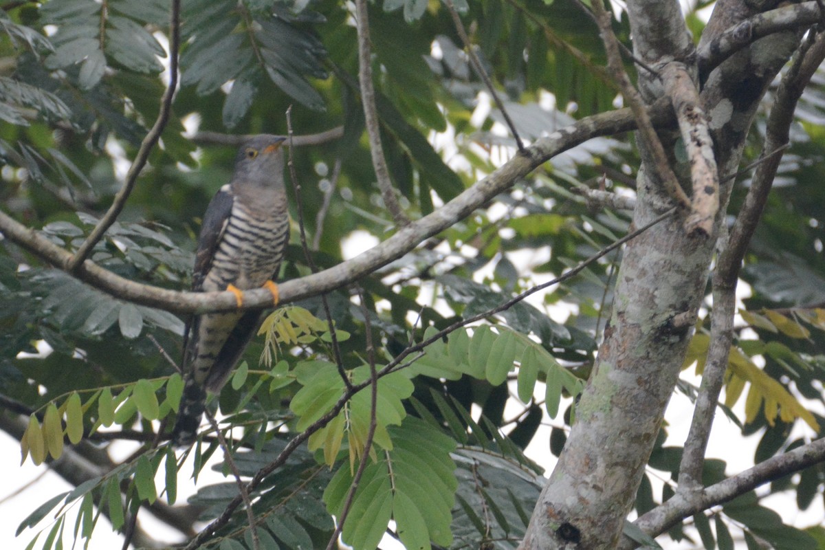 Sunda Cuckoo - Ari Noviyono