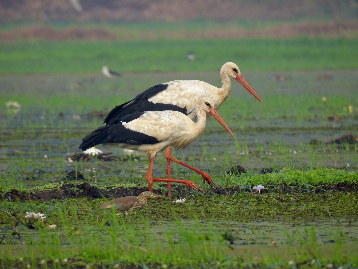 White Stork - Vivek Chandran
